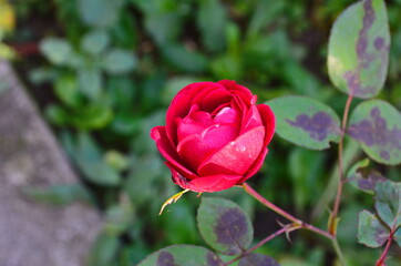 rose flower blooming in roses garden. Close up