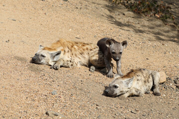 Fototapeta premium Tüpfelhyäne / Spotted Hyaena / Crocuta crocuta.