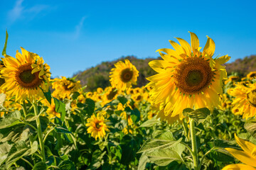 sunflower bright blue sky