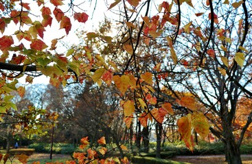 秋　紅葉　かえで　風景