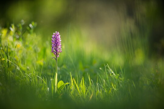 Orchis militaris. Orchid. Nature of the Czech Republic. Wild nature. Plant in the forest. Beautiful picture. Nature photography. Moravia. The White Carpathians.