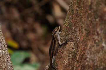 Brown Seychelles Skink (Trachylepis sechellensis) in the wild