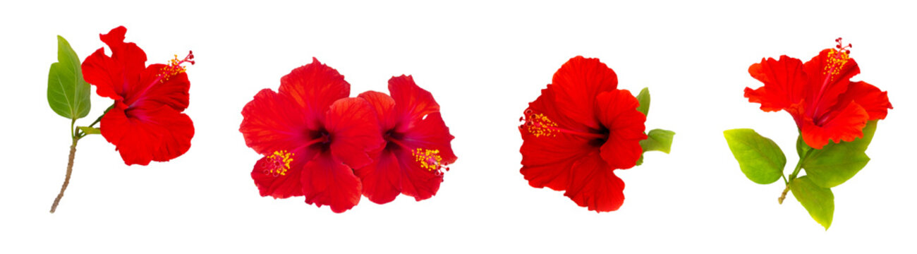 Set Of Tropical Hibiscus Flowers On White.
