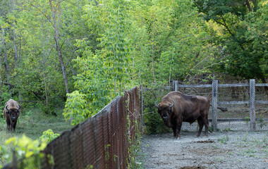 European bison (Bison bonasus), also known as the wisent. The existence of an animal in the reserve.