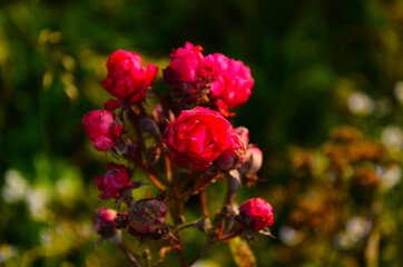 rose flower blooming in roses garden. Close up