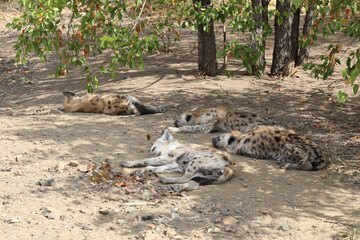 Tüpfelhyäne / Spotted Hyaena / Crocuta crocuta.
