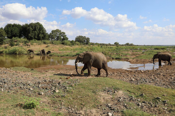 Obraz na płótnie Canvas Afrikanischer Elefant am Olifants River / African elephant at Olifants River / Loxodonta africana.