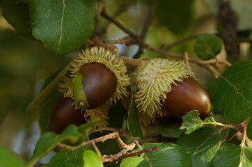 Brown Cork Oak acorns and leaves on a tree - Quercus suber