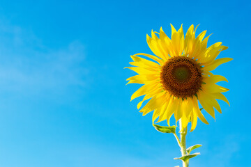 sunflower bright blue sky