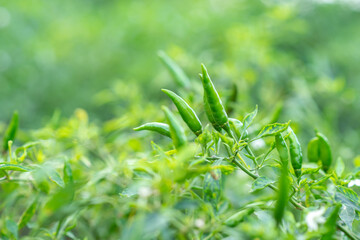 Chili pepper, the spicy fruit of plants in the genus Capsicum