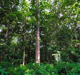 tree in the forest