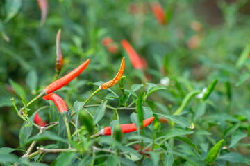 Ripe red peppers affected by fungal disease.