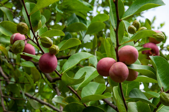 Red pink exotic fruits of Cocoplum (Chrysobalanus icaco) 