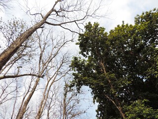 branches against sky