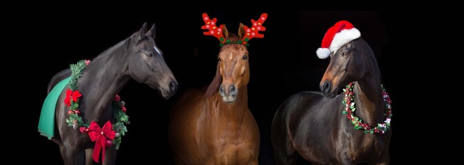 Three horse in christmas decoration against black background. Horses New Year banner
