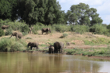 Fototapeta premium Afrikanischer Elefant am Olifants River / African elephant at Olifants River / Loxodonta africana.