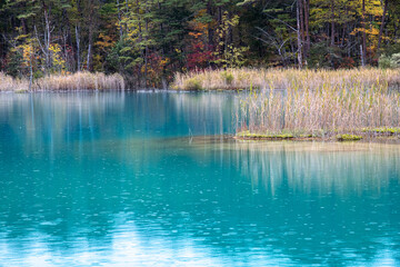 秋の裏磐梯五色沼