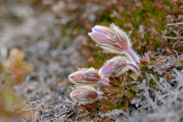 Obraz premium Lady of the Snows (Pulsatilla vernalis)