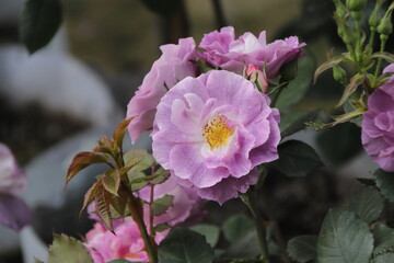 Colorful purple flower with bee in top view shot. Honey bee collecting pollen at purple rose. Bees eating nectar deliciously in purple flower of the peaceful morning