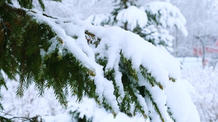 Branch Of The Christmas Fir-Tree With The Snow In The Winter Wood.