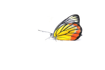Monarch butterflies in orange and many colors are naturally beautiful on white background.