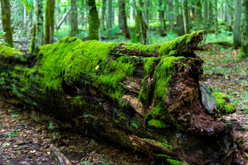 Inside Bialowieski National Park, untouched by human hand
