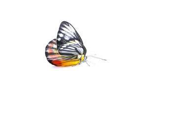 Monarch butterflies in orange and many colors are naturally beautiful on white background.