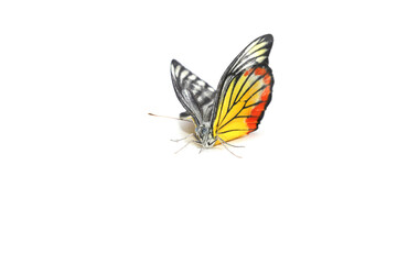 Monarch butterflies in orange and many colors are naturally beautiful on white background.