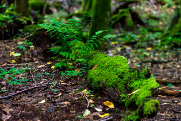 Inside Bialowieski National Park, untouched by human hand, fern