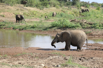 Fototapeta premium Afrikanischer Elefant im Olifants River / African elephant in Olifants River / Loxodonta africana.