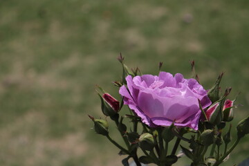 Colorful purple flower with bee in top view shot. Honey bee collecting pollen at purple rose. Bees eating nectar deliciously in purple flower of the peaceful morning
