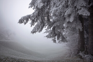 Beautiful foggy landscape in dim light. Branch of pine tree  with frost. Cold, atmospheric winter...