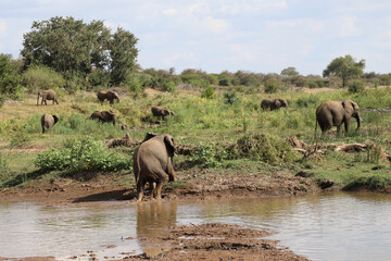 Afrikanischer Elefant am Olifants River / African elephant at Olifants River / Loxodonta africana.