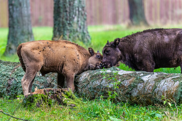Inside Bialowieski National Park, untouched by human hand, young bisons