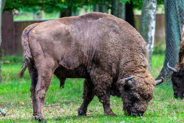 nside Bialowieski National Park, untouched by human hand, bison