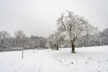 Obraz premium Winter hike in snow from Wilhelmsdorf on the Hoechsten on Lake Constance