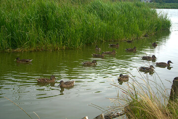 A large family of ducks in a lake 