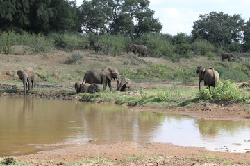 Fototapeta na wymiar Afrikanischer Elefant am Olifants River / African elephant at Olifants River / Loxodonta africana..