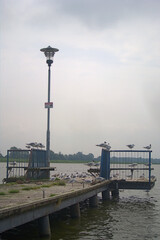 A walkway with plenty of seagulls on a cloudy day