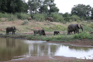 Fototapeta premium Afrikanischer Elefant am Olifants River / African elephant at Olifants River / Loxodonta africana.