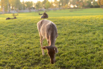 Reh in Abendsonne
