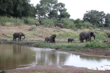 Fototapeta premium Afrikanischer Elefant am Olifants River / African elephant at Olifants River / Loxodonta africana.