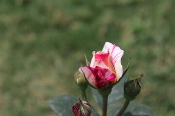 Close up view of hybrid Rose with yellow, orange, white and pink color with blurred background in a garden in Sichuan, China
