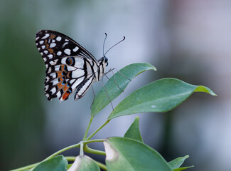 Obraz na płótnie Canvas Butterfly sitting on green plant leaf.