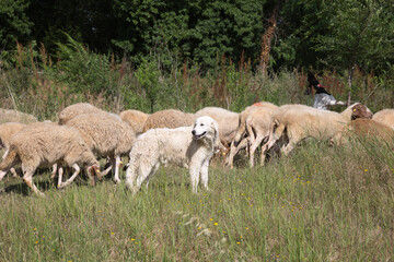 Obraz na płótnie Canvas Flock of Sheep Grazing Grass in a Streambed in Springtime