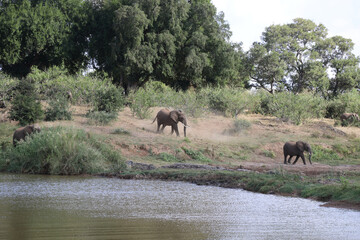 Fototapeta premium Afrikanischer Elefant am Olifants River / African elephant at Olifants River / Loxodonta africana.