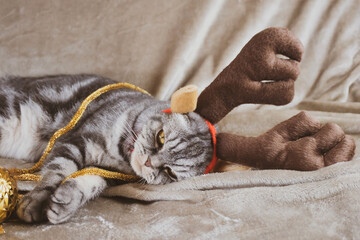 Sad tired gray Scottish Fold cat with yellow eyes in festive New Year's antlers. The pet lies on a blanket, next to it there is golden tinsel and a Christmas tree ball. End of holidays concept.