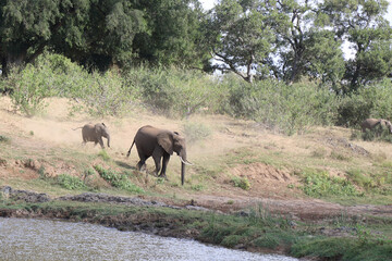 Fototapeta na wymiar Afrikanischer Elefant am Olifants River / African elephant at Olifants River / Loxodonta africana..