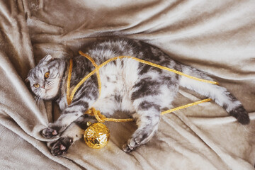 Obraz premium A gray Scottish Fold cat with yellow eyes lies on a blanket, next to a golden tinsel and a Christmas tree ball. New Years and Christmas. View from above.