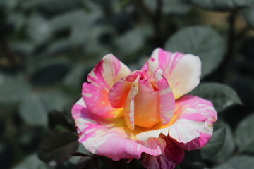 Close up view of hybrid Rose with yellow, orange, white and pink color with blurred background in a garden in Sichuan, China
